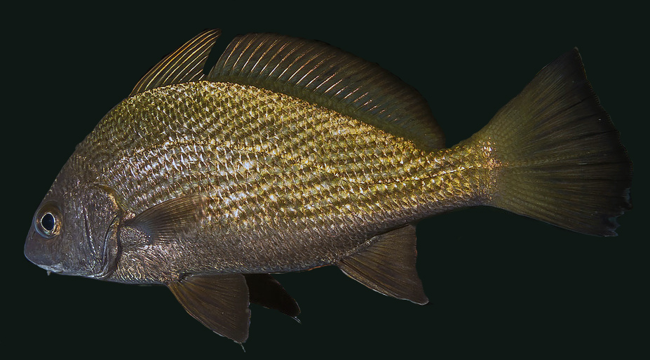 Umbrina canariensis_09.jpg